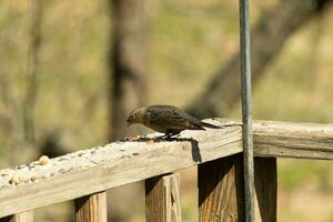 This cute little cowbird was sitting on the railing of the deck surrounded by birdseed. This is a female bird due to the brown plumage. The little light brown head adds to the different tones. photo