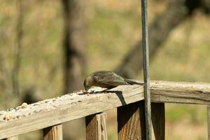 This cute little cowbird was sitting on the railing of the deck surrounded by birdseed. This is a female bird due to the brown plumage. The little light brown head adds to the different tones. photo