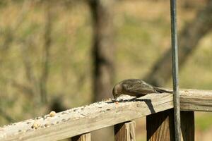 This cute little cowbird was sitting on the railing of the deck surrounded by birdseed. This is a female bird due to the brown plumage. The little light brown head adds to the different tones. photo