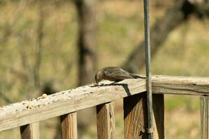 This cute little cowbird was sitting on the railing of the deck surrounded by birdseed. This is a female bird due to the brown plumage. The little light brown head adds to the different tones. photo