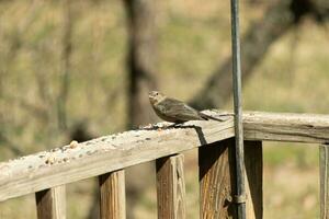 This cute little cowbird was sitting on the railing of the deck surrounded by birdseed. This is a female bird due to the brown plumage. The little light brown head adds to the different tones. photo