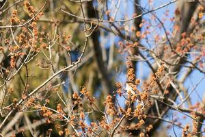 Eastern phoebe perched in a tree. The bird is known as a tyrant flycatcher and trying to hide from its prey. The avian is seen among flower buds and branches blending. His brown body blending in. photo