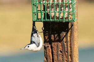 This little nuthatch bird came to the suet feeder for some food. This small bird has black and white colors like a penguin. He is clinging to the brown wooden post. photo