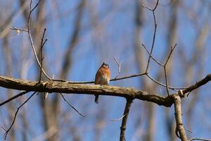 Cute little bluebird sat perched on this tree branch to look around for food. His rusty orange belly with a white patch stands out from the blue on his head. These little avian feels safe up here. photo