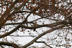 This beautiful red-bellied woodpecker sat perched on the branch of the tree. The little red head sticks out with white body. The tree he is in has dark park and pretty brown flower buds. photo