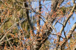 Eastern phoebe perched in a tree. The bird is known as a tyrant flycatcher and trying to hide from its prey. The avian is seen among flower buds and branches blending. His brown body blending in. photo