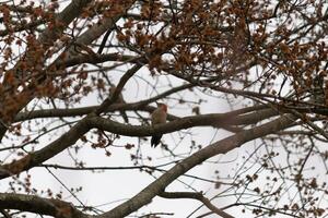 This beautiful red-bellied woodpecker sat perched on the branch of the tree. The little red head sticks out with white body. The tree he is in has dark park and pretty brown flower buds. photo
