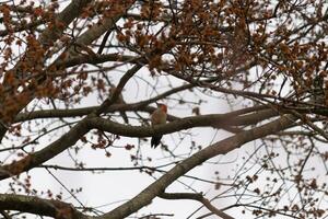 This beautiful red-bellied woodpecker sat perched on the branch of the tree. The little red head sticks out with white body. The tree he is in has dark park and pretty brown flower buds. photo