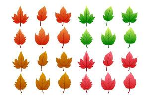 otoño hojas conjunto vector es un colección de vector gráficos representando varios tipos y colores de otoño hojas. esta activo es Perfecto para creando diseños relacionado a caer, naturaleza,