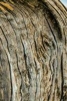 close up of a tree trunk with a knot photo