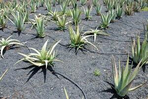 aloe vera plants growing in a field photo