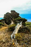 a tree on the edge of a cliff overlooking the ocean photo