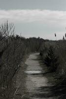 I love the look of this beautiful dirt path running through the brown foliage. This image almost has a Fall or beach look to it. The tall overgrown grass looks pretty in this nature preserve. photo