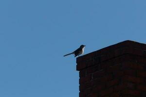 This is an image of a mockingbird sitting on the chimney of a house. The silhouette look of this avian sitting proud, resting on the red brick structure. The blue sky in the background adds to this. photo