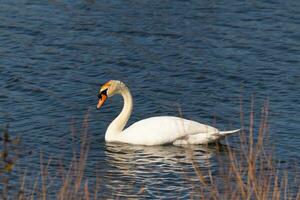 This beautiful swan is calmly swimming across this calm pond. The very long neck is reach out with her eyes looking around for food. The pretty orange beak is ready to scoop up whatever comes. photo