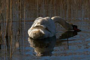 yo amor el Mira de esta hermosa blanco cisne nadando mediante esta estanque. el grande blanco pájaro parece bastante pacífico. el reflexión debajo esta aviar es De Verdad bonito en el todavía agua. foto