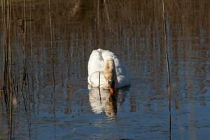 I love the look of this beautiful white swan swimming through this pond. The large white bird seems quite peaceful. The reflection under this avian is really pretty in the still water. photo