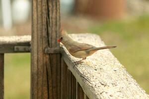 Female cardinal coming out to the wooden railing for birdseed. Her brown feathers are designed for camouflage as opposed to the bright red of the male. Her little orange beak pointed outward. photo