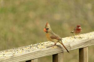 Female cardinal coming out to the wooden railing for birdseed. Her brown feathers are designed for camouflage as opposed to the bright red of the male. Her little orange beak pointed outward. photo