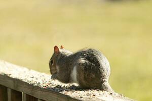 Cute little grey squirrel sitting on the wooden railing. His little ears sticking up and big dark eye looking out. This rodent is out for birdseed and looks focused on getting food. photo