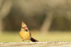 Female cardinal coming out to the wooden railing for birdseed. Her brown feathers are designed for camouflage as opposed to the bright red of the male. Her little orange beak pointed outward. photo