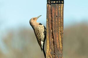 Pretty northern flicker came out to get some suet. He is a large type of woodpecker. His gold-colored feathers shine a bit in the sun. The black speckles throughout his plumage helps for camouflage. photo