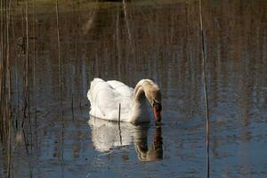 I love the look of this beautiful white swan swimming through this pond. The large white bird seems quite peaceful. The reflection under this avian is really pretty in the still water. photo