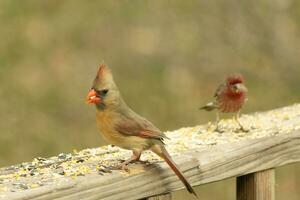 Female cardinal coming out to the wooden railing for birdseed. Her brown feathers are designed for camouflage as opposed to the bright red of the male. Her little orange beak pointed outward. photo