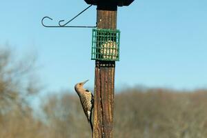 Pretty northern flicker came out to get some suet. He is a large type of woodpecker. His gold-colored feathers shine a bit in the sun. The black speckles throughout his plumage helps for camouflage. photo