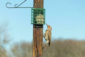 Pretty northern flicker came out to get some suet. He is a large type of woodpecker. His gold-colored feathers shine a bit in the sun. The black speckles throughout his plumage helps for camouflage. photo