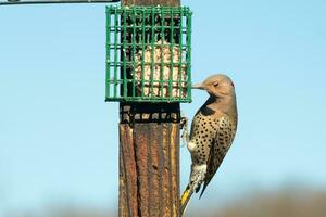 Pretty northern flicker came out to get some suet. He is a large type of woodpecker. His gold-colored feathers shine a bit in the sun. The black speckles throughout his plumage helps for camouflage. photo