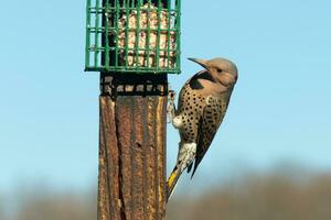 Pretty northern flicker came out to get some suet. He is a large type of woodpecker. His gold-colored feathers shine a bit in the sun. The black speckles throughout his plumage helps for camouflage. photo