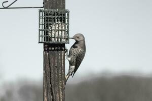 Pretty northern flicker came out to get some suet. He is a large type of woodpecker. His gold-colored feathers shine a bit in the sun. The black speckles throughout his plumage helps for camouflage. photo