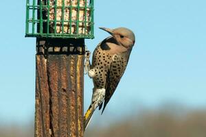 Pretty northern flicker came out to get some suet. He is a large type of woodpecker. His gold-colored feathers shine a bit in the sun. The black speckles throughout his plumage helps for camouflage. photo