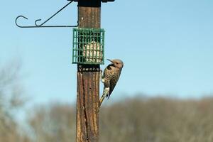 Pretty northern flicker came out to get some suet. He is a large type of woodpecker. His gold-colored feathers shine a bit in the sun. The black speckles throughout his plumage helps for camouflage. photo