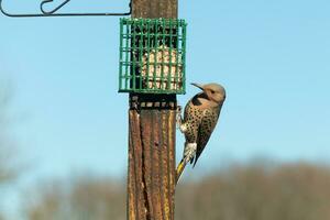 Pretty northern flicker came out to get some suet. He is a large type of woodpecker. His gold-colored feathers shine a bit in the sun. The black speckles throughout his plumage helps for camouflage. photo