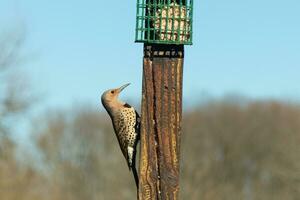 Pretty northern flicker came out to get some suet. He is a large type of woodpecker. His gold-colored feathers shine a bit in the sun. The black speckles throughout his plumage helps for camouflage. photo