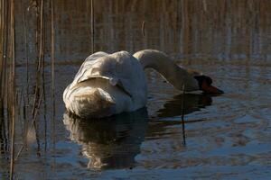 I love the look of this beautiful white swan swimming through this pond. The large white bird seems quite peaceful. The reflection under this avian is really pretty in the still water. photo