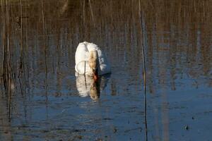 yo amor el Mira de esta hermosa blanco cisne nadando mediante esta estanque. el grande blanco pájaro parece bastante pacífico. el reflexión debajo esta aviar es De Verdad bonito en el todavía agua. foto
