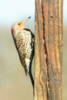 Closeup look at a northern flicker on a wooden post. He is a large type of woodpecker. His gold-colored feathers shine a bit in the sun. The black speckles throughout his plumage helps for camouflage. photo