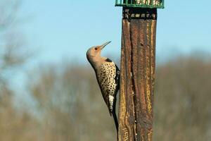 Pretty northern flicker came out to get some suet. He is a large type of woodpecker. His gold-colored feathers shine a bit in the sun. The black speckles throughout his plumage helps for camouflage. photo