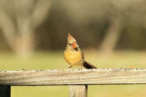 Female cardinal coming out to the wooden railing for birdseed. Her brown feathers are designed for camouflage as opposed to the bright red of the male. Her little orange beak pointed outward. photo