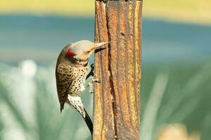 Pretty northern flicker came out to get some suet. He is a large type of woodpecker. His gold-colored feathers shine a bit in the sun. The black speckles throughout his plumage helps for camouflage. photo