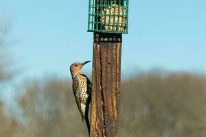 Pretty northern flicker came out to get some suet. He is a large type of woodpecker. His gold-colored feathers shine a bit in the sun. The black speckles throughout his plumage helps for camouflage. photo