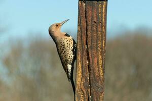 Closeup look at a northern flicker on a wooden post. He is a large type of woodpecker. His gold-colored feathers shine a bit in the sun. The black speckles throughout his plumage helps for camouflage. photo