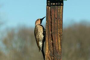 Pretty northern flicker came out to get some suet. He is a large type of woodpecker. His gold-colored feathers shine a bit in the sun. The black speckles throughout his plumage helps for camouflage. photo