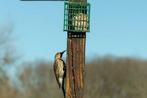 Pretty northern flicker came out to get some suet. He is a large type of woodpecker. His gold-colored feathers shine a bit in the sun. The black speckles throughout his plumage helps for camouflage. photo