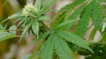 Cannabis Blätter mit Knospe und Wasser Tröpfchen video