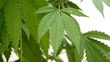 Cannabis Blätter mit Wasser Tröpfchen video