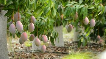 mango frukt hängande i en gren av en mango träd video